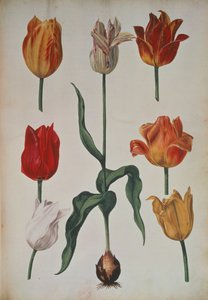 Tulppaanit: alkaen Luonnosta piirrettyjen kukkien kokoelma (Luonnosta piirrettyjen kukkien kokoelma) n. 1630